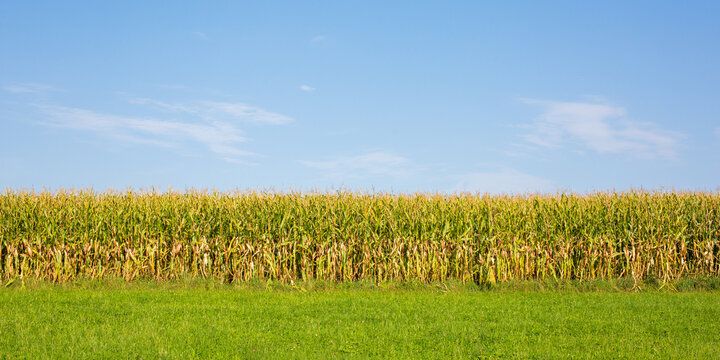 Edge of a corn field. Symbol for agriculture and farming. Panorama format.