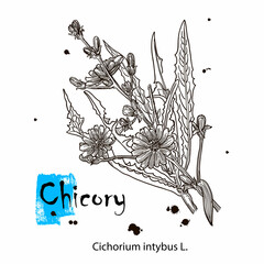 Chicory flower vector superfood drawing. Isolated hand drawn illustration on white background. Organic healthy food. Great for banner, poster, label - obrazy, fototapety, plakaty