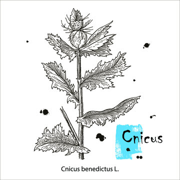 Blessed Thistle - cnicus benedictus, medicinal plant. Hand drawn botanical vector illustration.