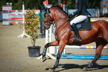 Horse, show jumper, in the course during the test at a gallop..