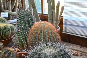 Cactus texture background. Cactus in the desert. Cactus spike. Cactus closeup, macro cactus. thorn horn cactus. Tred cactus.Amazing overhead