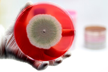 Laboratory dish containing a culture of the fungus Penicillium roqueforti to produce blue cheese