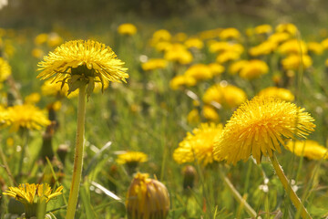 dandelions in the meadow . field with dandelions