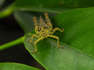 Grasshoppers are a group of insects belonging to the suborder Caelifera. 