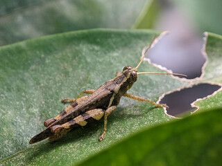 Grasshoppers are a group of insects belonging to the suborder Caelifera. 