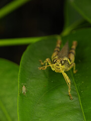 Grasshoppers are a group of insects belonging to the suborder Caelifera. 