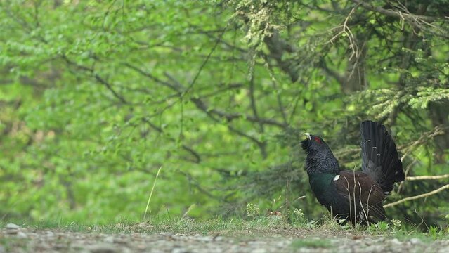 The king of grouse family, Western capercaillie male in the wild (Tetrao urogallus)