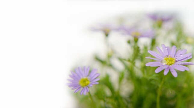 Spring motif. Beautiful purple daisies on a light blur background