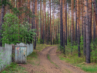 Dirt road in a dense pine forest.