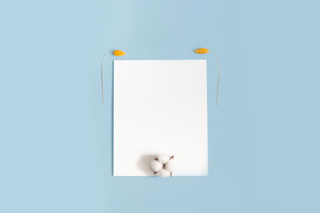 Minimalistic design on a blue background view from above. White leaf decorated at the edges with yellow dried flowers and cotton flower at the bottom of the leaf