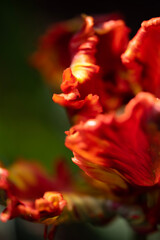 Fototapeta na wymiar red and yellow tulip