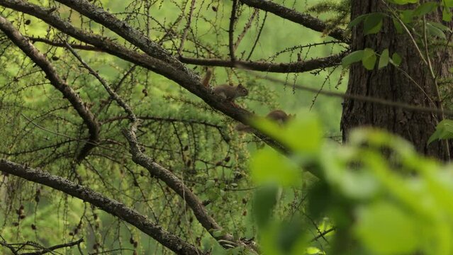 Two tree squirrels playing on tree branch in a vibrant green jungle