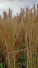 Ripe golden barley field in summer