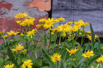Doronicum, leopard's bane, small sunflower yellow blossoms bud with green leaves. Sunny spring day. Brown blurred garden background with red brick and wood fence.