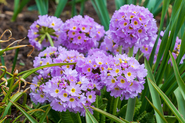 Primula denticulata, the drumstick primula, ball flower plant, Primulaceae, in light purple with yellow centre blooms, green leaves. blurred garden background