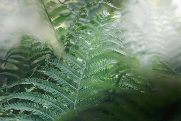 Zielone liście paproci w świetle ciemnego, parku. Naturalny wzór tekstury, tła. Może służyć...