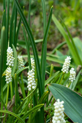 Muscari grape hyacinth, Muscari armeniacum, with white flowers blooms in a green garden with leaves and stems. Blurred background with garden.