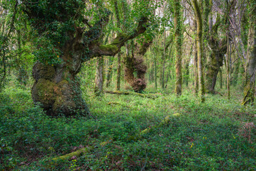 Brambles and honeysuckle completely cover the ground of an oak forest