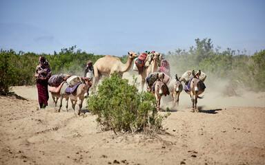 Afar people living in the scorching Danakil Desert, Danakil Lowlands, Ethiopia, East Africa