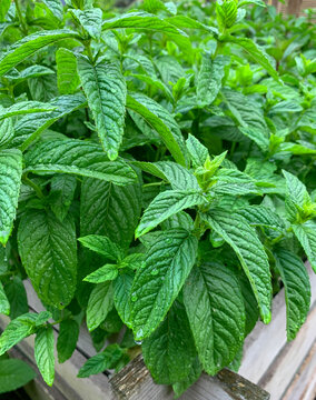 Young, fresh peppermint is densely packed in a bed. There are raindrops on the leaves.