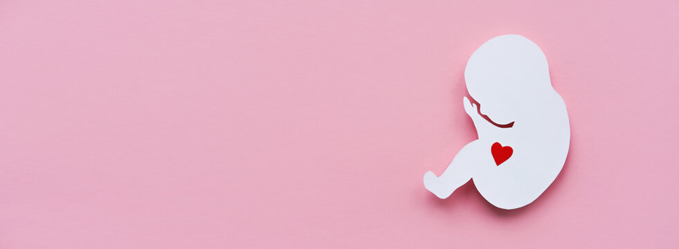 Paper silhouette of a human embryo with a red heart on a pink background. Flat lay,Banner, place for text.