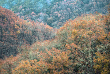 Obraz premium Late autumn deciduous forest in Seoane do Courel
