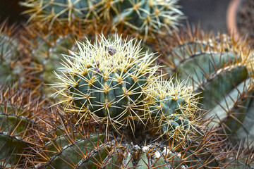 Close-up of huge cactus with giant big thorns. Prickly cactus