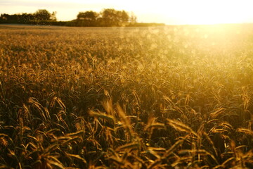 Apocalypse now? The alarming effects of the global food crisis 2022