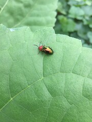 Red and green bug walking on the big sunflower leaf