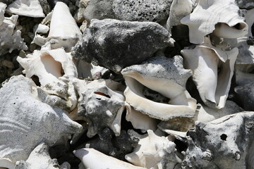 Shells heap at the beach on the coast. Blue water, sun and sea, what more could you want and then a whole mountain with beautiful shells to take a picture of. What a beautiful holiday