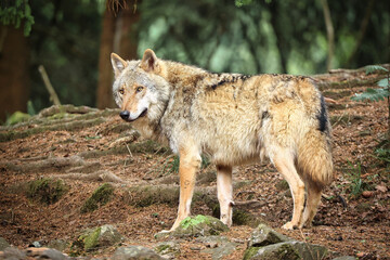 Naklejka na ściany i meble Eurasischer Wolf