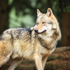 Eurasischer Wolf