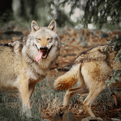 Eurasischer Wolf