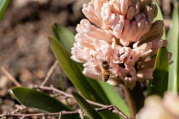 Obraz premium Pink and yellow hyacinth, bee closeup on a flower in a sunny spring garden with green leaves, brown soil