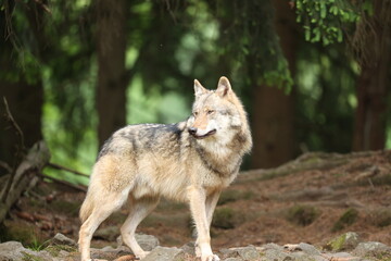 Obraz premium Eurasischer Wolf