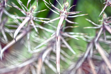 Close-up of huge cactus with giant big thorns. Prickly cactus