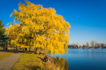 Yellow leaves tree on the shore of the St Lawrence river in Lachine on a clear fall day, in...