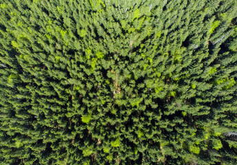 A top view with a pine forest