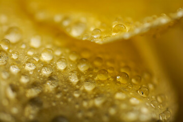 Macro flowers with drops