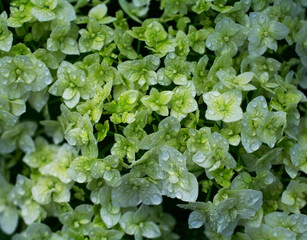 Macro flowers with drops