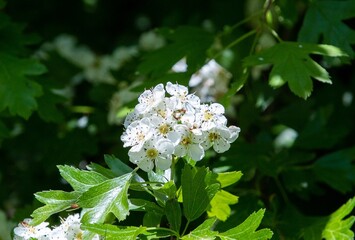 A twig with Crataegus monogyna flowers