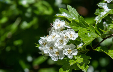A twig with Crataegus monogyna flowers