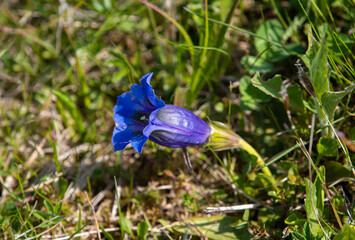 a close-up of a Gentiana acaulis flower