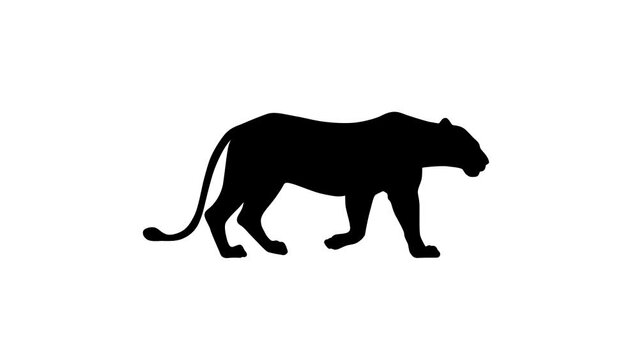 Walking lion, animation on the white background (seamless loop)