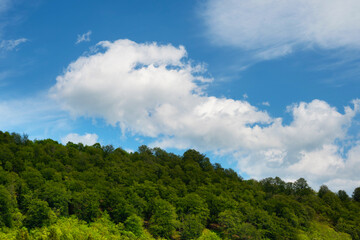 Sky with white clouds and forest. Nature background.