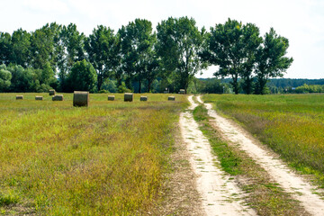 A dirt road in a field with wheat in the summer against the background of clouds. Outdoor...