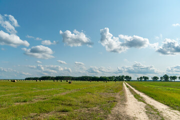 A dirt road in a field with wheat in the summer against the background of clouds. Outdoor...