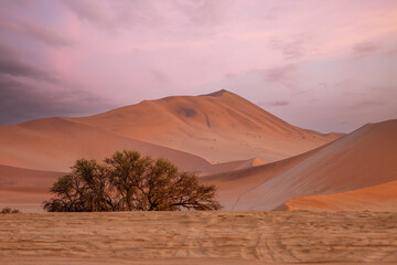 Fototapeta na wymiar Pink sunrise on the beautiful dunes of the Namib Desert. Sossusvlei. Namibia. Africa
