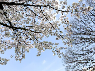 青空の下で咲く桜の花木