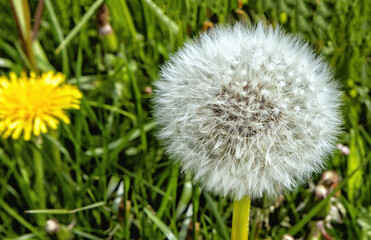 blooming white dandelion blossom in the grass